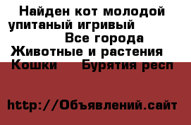 Найден кот,молодой упитаный игривый 12.03.2017 - Все города Животные и растения » Кошки   . Бурятия респ.